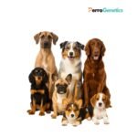 Full Dog DNA Test 298+ (Screening 298+)