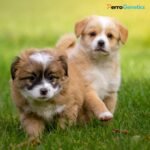 Full Dog DNA Test 298+ (Screening 298+) and PAX Food allergy for dogs