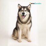 Alaskan Malamute Breed Specific Test