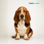 Basset Hound 1 Breed Specific Test