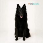 Belgian Shepherd - Groenendael Breed Specific Test