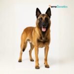 Belgian Shepherd - Malinois Breed Specific Test
