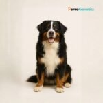 Bernese Mountain Dog Breed Specific Test