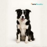 Border Collie Breed Specific Test