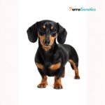 Dachshund XXL Breed Specific Test