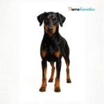 Dobermann 1 Breed Specific Test