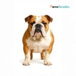 English Bulldog Breed Specific Test