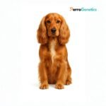 English Cocker Spaniel Breed Specific Test