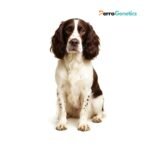 English Springer Spaniel Breed Specific Test