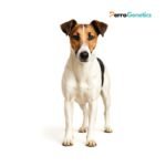 Fox Terrier Smooth Breed Specific Test