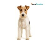 Fox Terrier Wire Breed Specific Test
