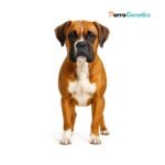 German Boxer Breed Specific Test