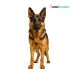 German Shepherd Dog XXL Breed Specific Test