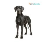 Great Dane Breed Specific Test
