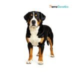 Great Swiss Mountain Dog Breed Specific Test
