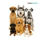 CaniLine – Dog Breed Identity & Ancestry Analysis