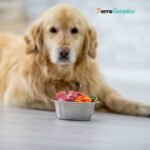 PAX Food allergy for dogs