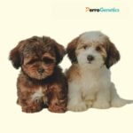 Screening 298+ and CaniLine