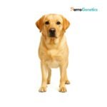 Labrador Retriever XXL Breed Specific Test