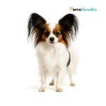 Papillon Breed Specific Test