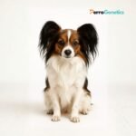 Phaléne Breed Specific Test