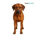 Rhodesian Ridgeback Breed Specific Test