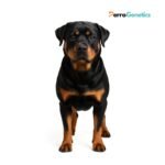 Rottweiler Breed Specific Test