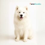 Samoyed Breed Specific Test
