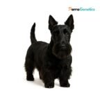 Scottish Terrier Breed Specific Test