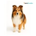 Shetland Sheepdog Breed Specific Test