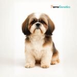 Shih Tzu Breed Specific Test