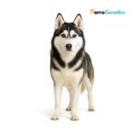 Siberian Husky Breed Specific Test