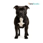 Staffordshire Bull Terrier Breed Specific Test