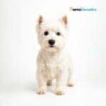 West Highland White Terrier Breed Specific Test