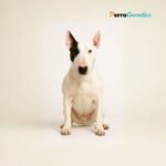 Bull Terrier Breed Specific Test
