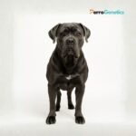 Italian Corso Dog Breed Specific Test