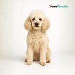 Poodle Miniature Breed Specific Test