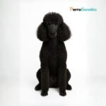 Poodle Standard Breed Specific Test