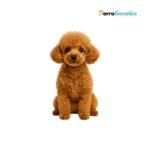 Poodle Toy Breed Specific Test