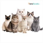 Full Cat DNA test (Screening)
