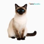 Siamese